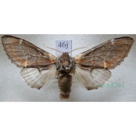 Notodonta dromedarius (Linnaeus, 1767) male Garbatka dromaderka Czech46j